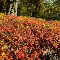Glanzende dwergmispel - Cotoneaster lucidus - Bakker