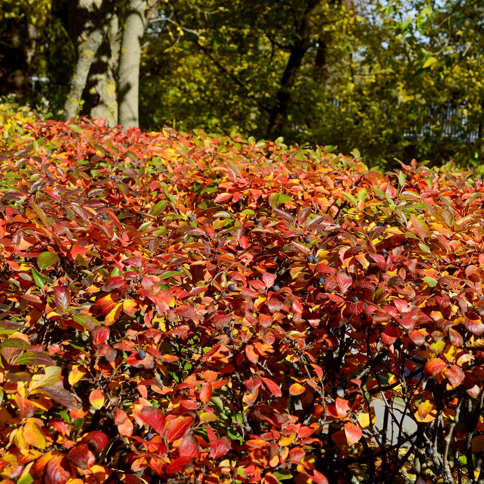 Glanzende dwergmispel - Cotoneaster lucidus - Tuinplanten