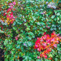 Cotoneaster lucidus - Glanzende dwergmispel - Heesters