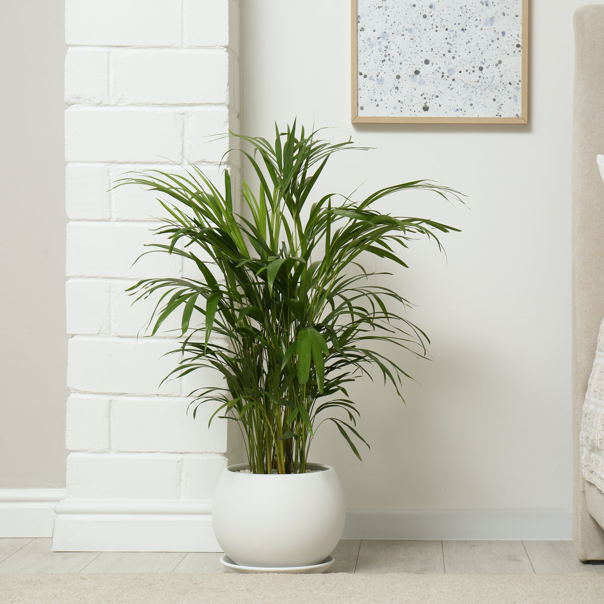 Verkoop Areca palm - Dypsis lutescens