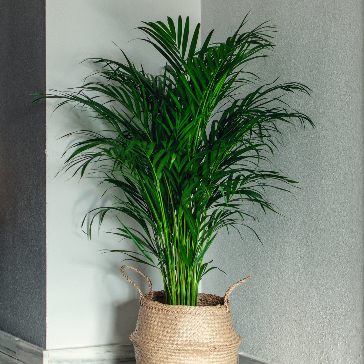 Kamerplanten voor binnen - Areca palm - Dypsis lutescens