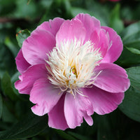 Pioenroos 'Bowl of Beauty' - Paeonia lactiflora bowl of beauty - Bakker
