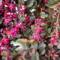 Heksenstruik Black Pearl - Loropetalum chinense Black Pearl - Bakker
