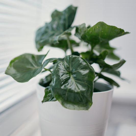 Philodendron Monstera Atom - Bakker