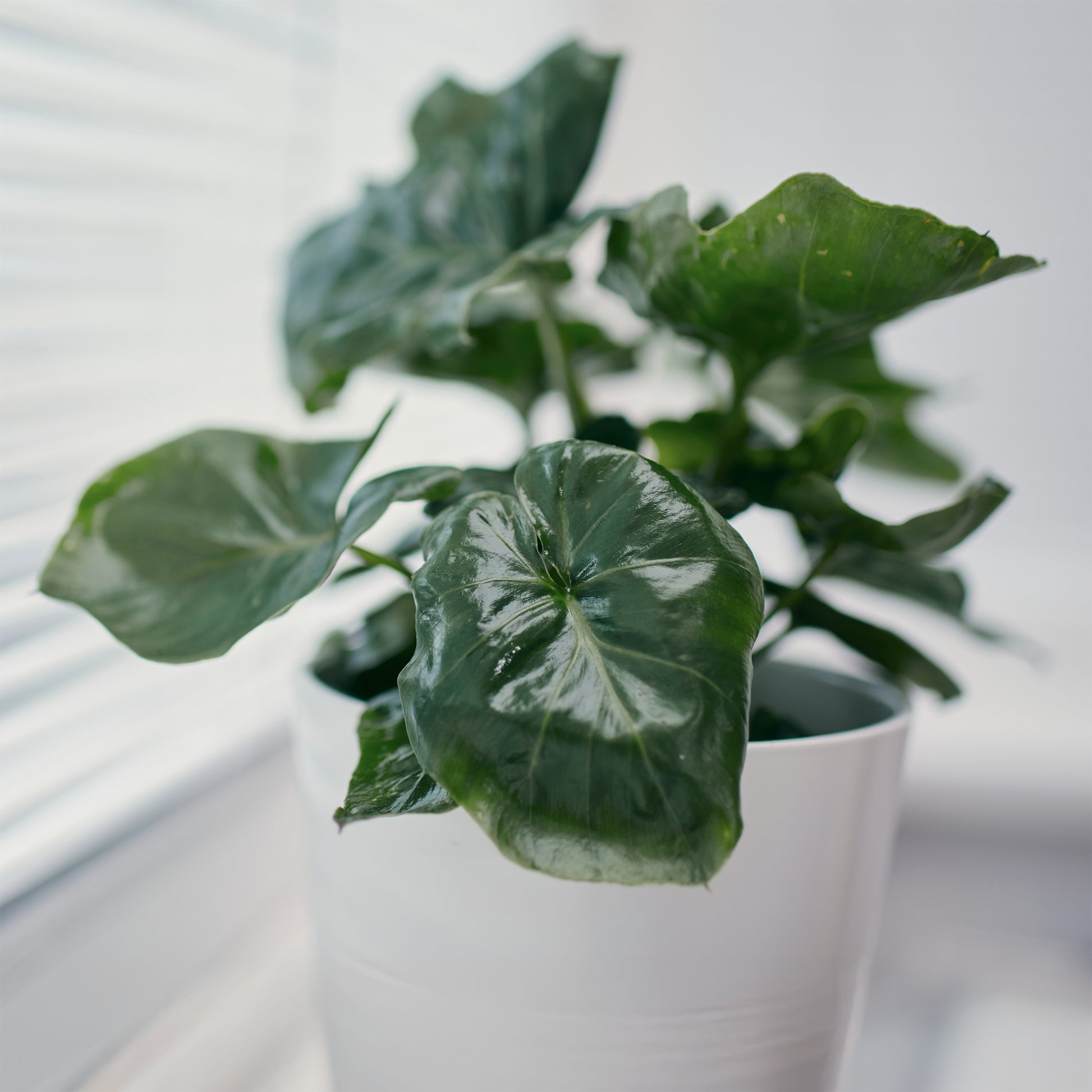 philodendron atom verzorging Philodendron Monstera Atom - Philodendron Monstera Atom