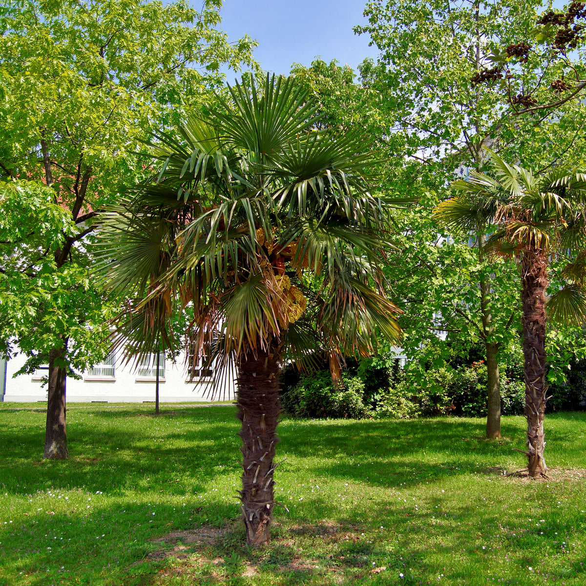 Palmen - Chinese waaierpalm - Trachycarpus fortunei