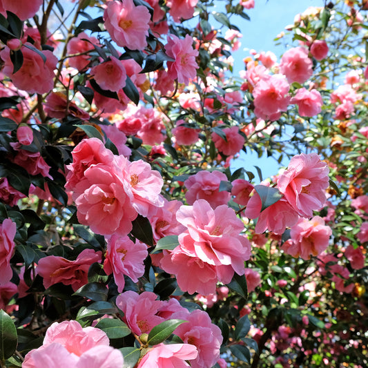 Dubbelbloemige Japanse roos - Bakker