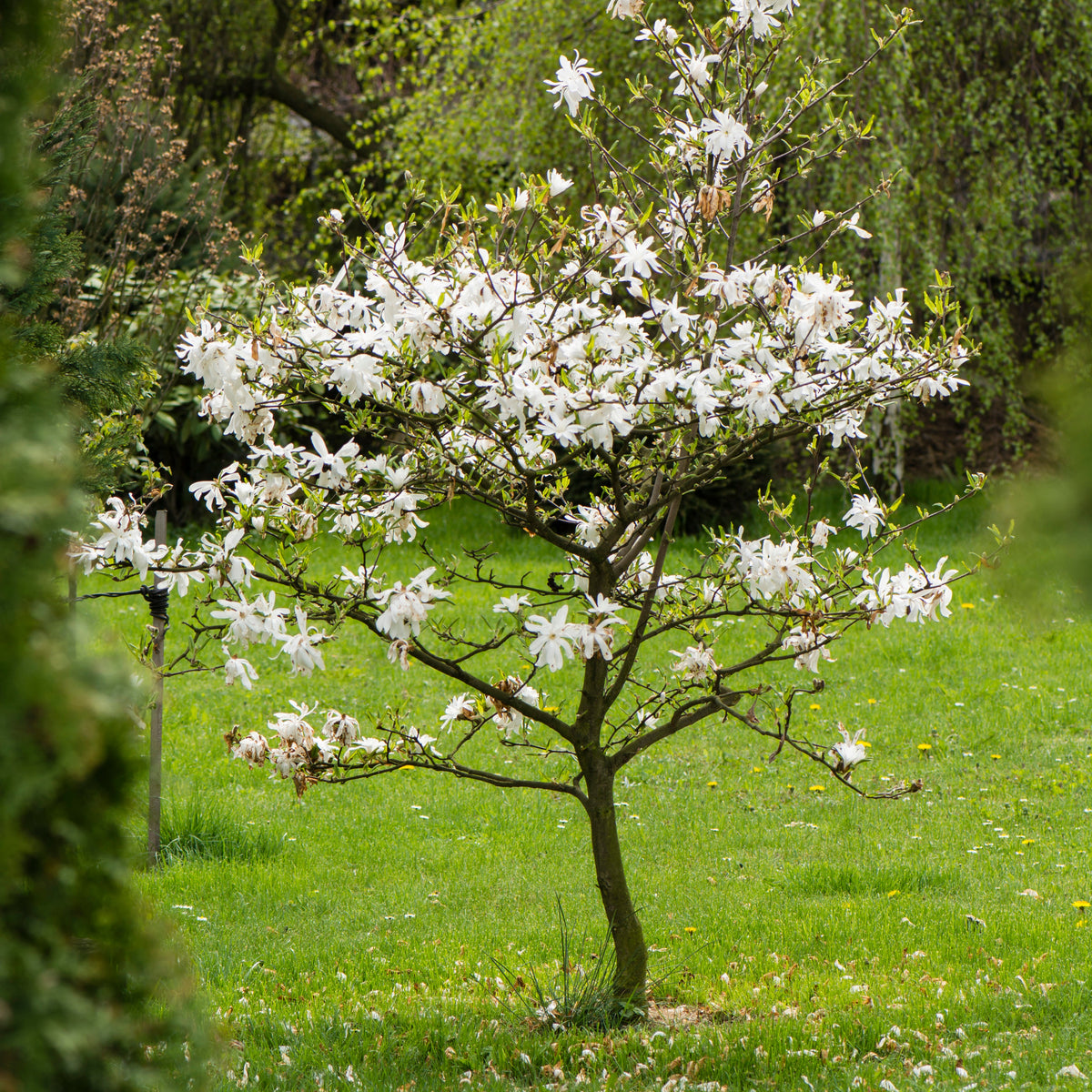 Verkoop Stermagnolia