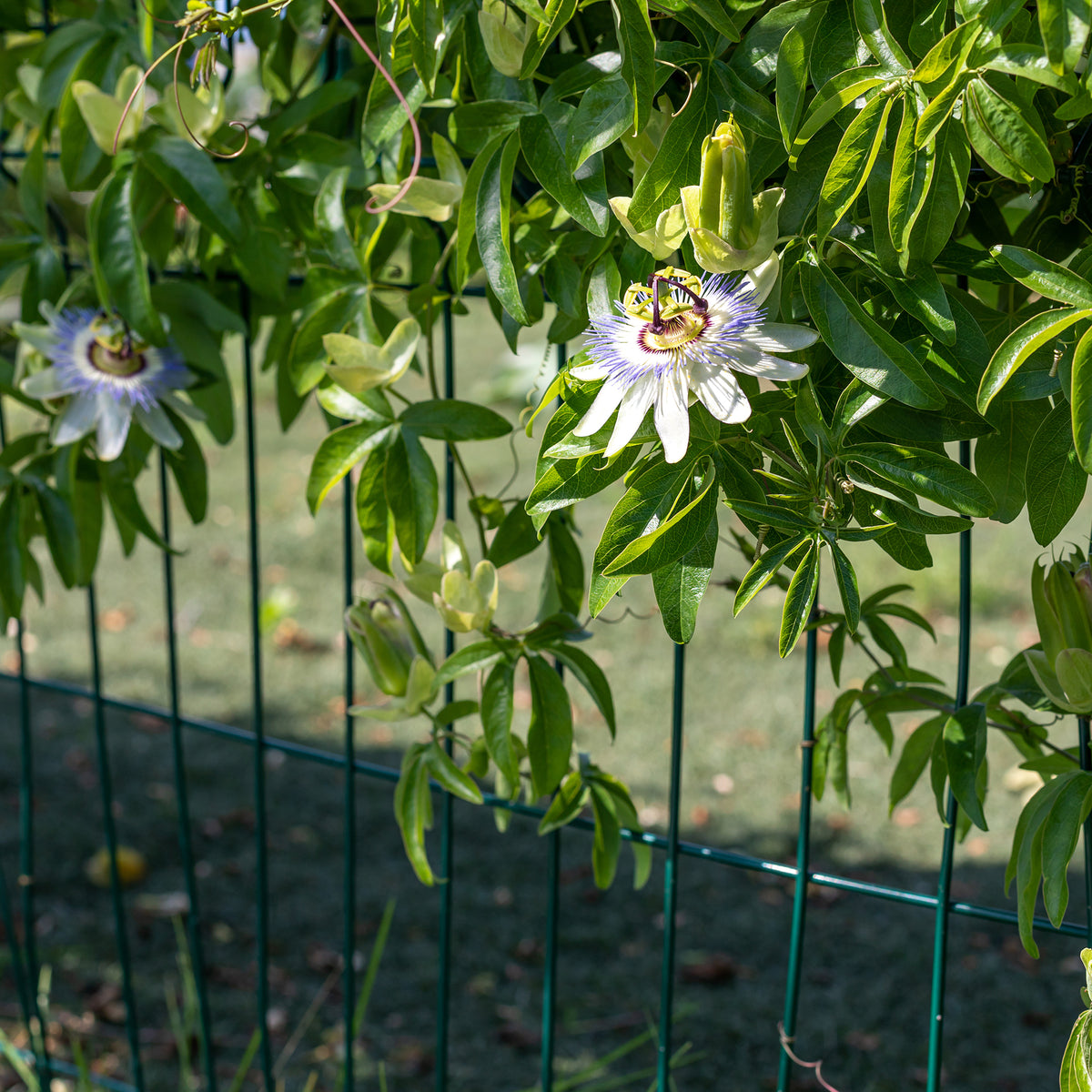 Verkoop Passiebloem 2 Liter pot - Passiflora caerulea