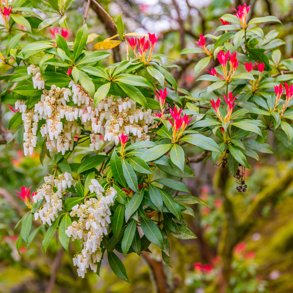 Rotsheide 'Forest Flame' - Pieris japonica Forest Flame - Bakker