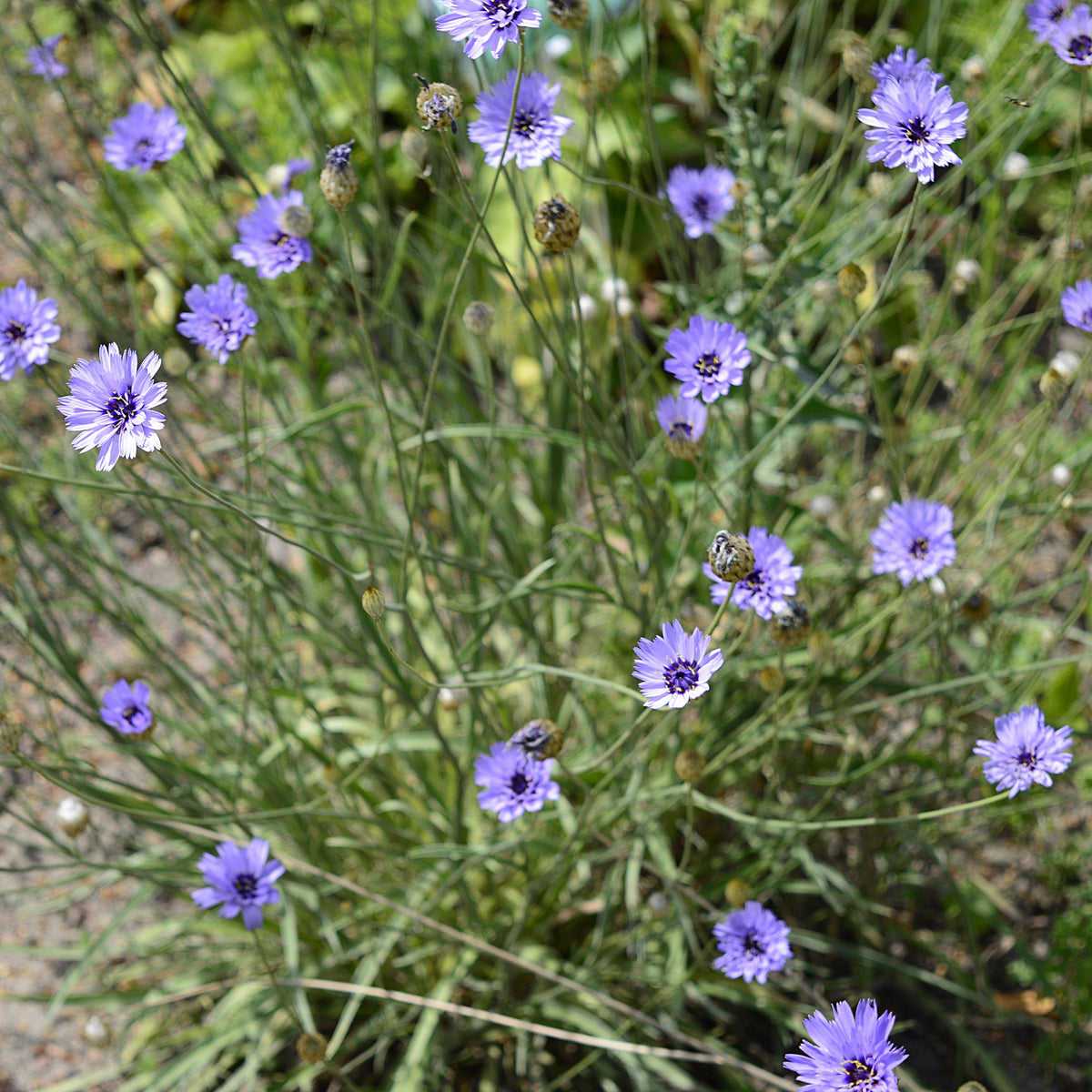 Catananche caerulea - Blauwe strobloem - Bloeiende vaste planten