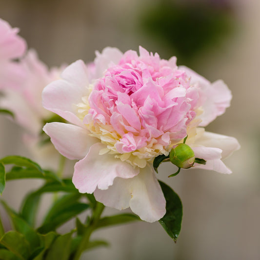 Pioenroos 'Sundae' - Paeonia raspberry sundae - Tuinplanten