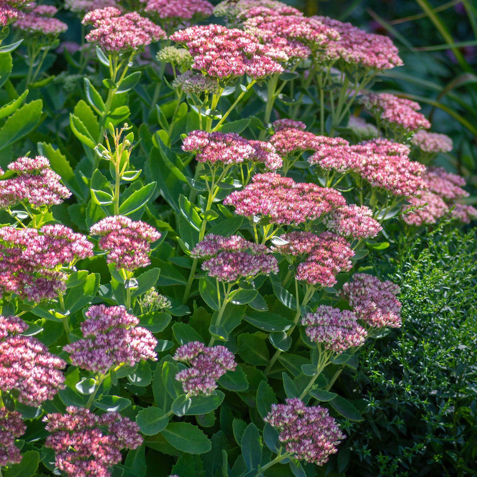 Roze hemelsleutel - Sedum spectabile - Tuinplanten