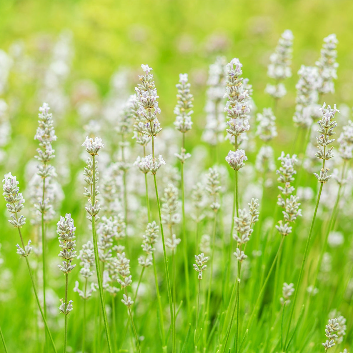 Lavandula angustifolia alba - Lavendel 'Alba' (x2) - Lavendel