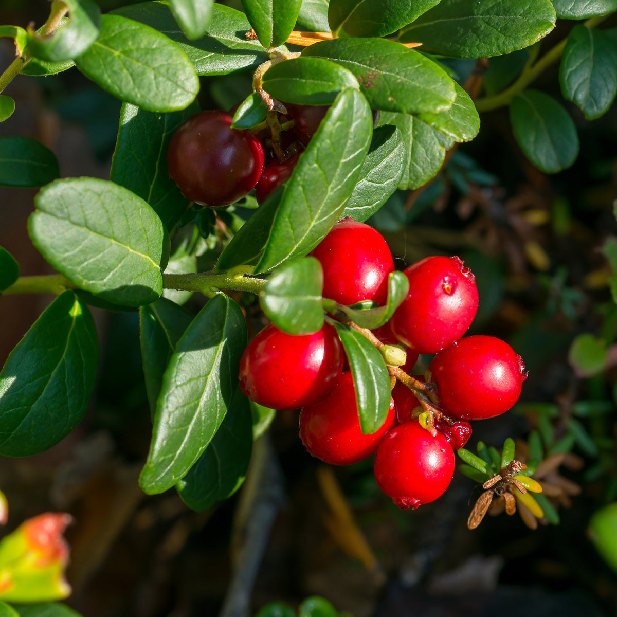 Veenbes (Cranberry) - Bakker