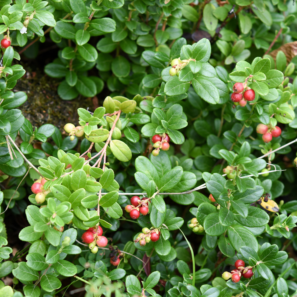 Verkoop Veenbes (Cranberry) - Vaccinium macrocarpon