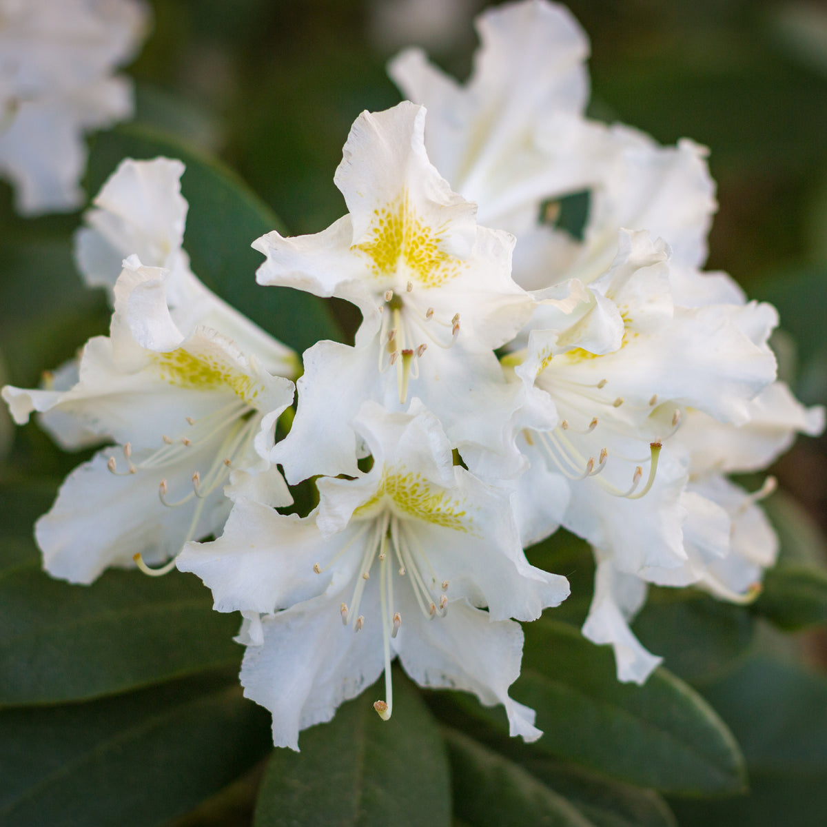 Verkoop Rhododendron 'Cunningham's White' - Rhododendron Cunningham's White