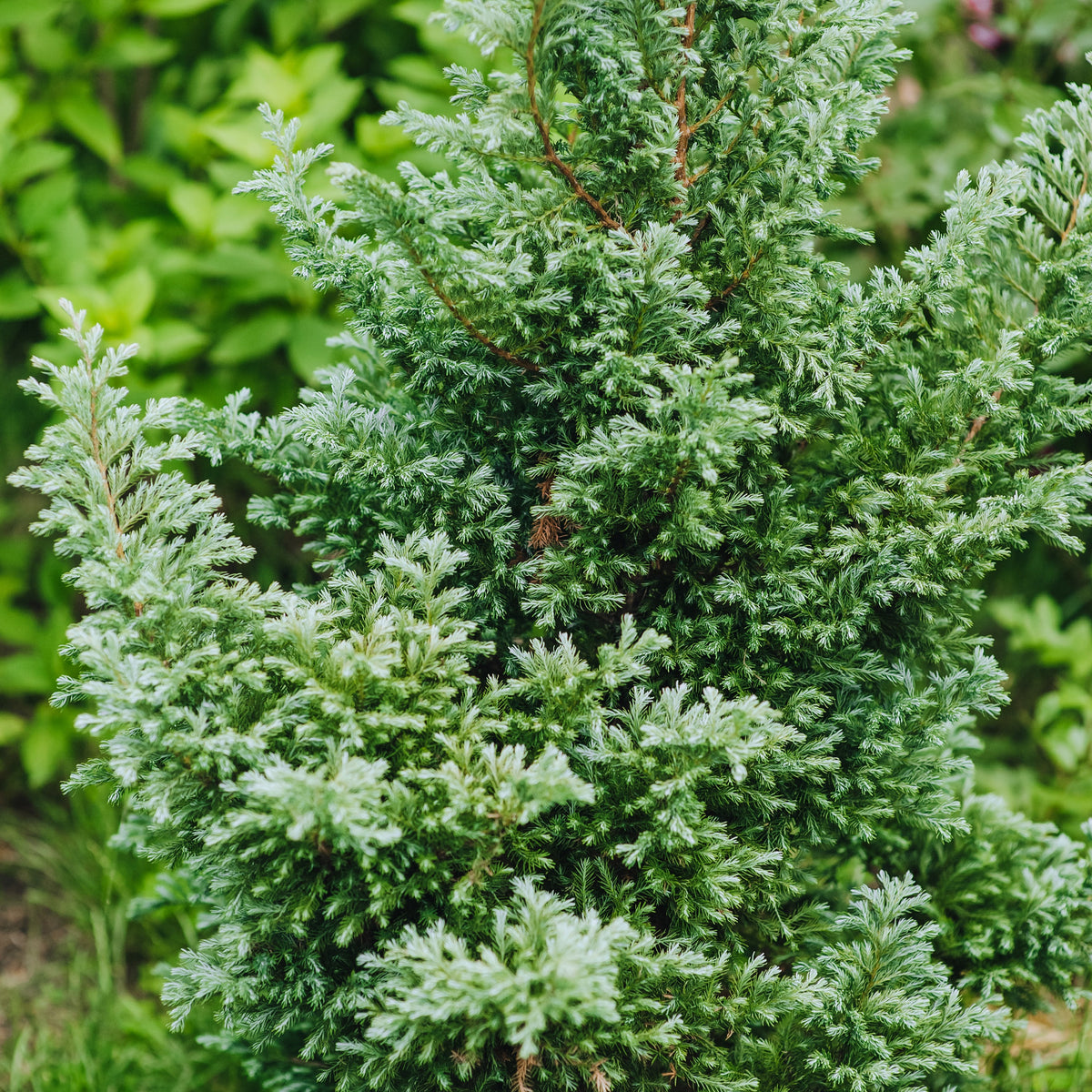 Coniferen Mix - groenblijvend (x5) - Chamaecyparis Boulevard, Ellwoodii, Thuja Rheingold, Pinus Mugo, Juniperus Wiltonii - Bakker