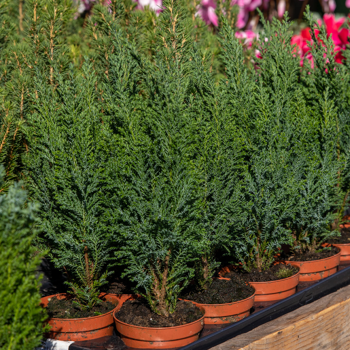 Chamaecyparis Boulevard, Ellwoodii, Thuja Rheingold, Pinus Mugo, Juniperus Wiltonii - Coniferen Mix - groenblijvend (x5) - Wintergroene planten