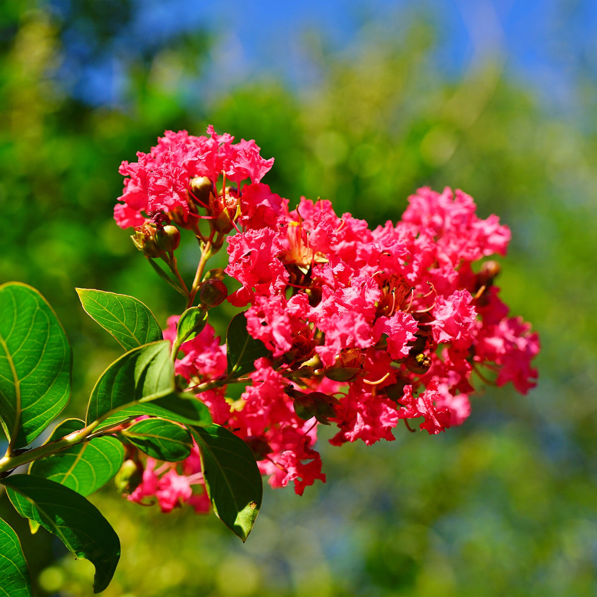 Indische sering - rood - Lagerstroemia indica Red Imperator - Bakker