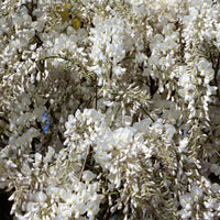 Witte regen 'Alba'- op stam - Wisteria sinensis alba