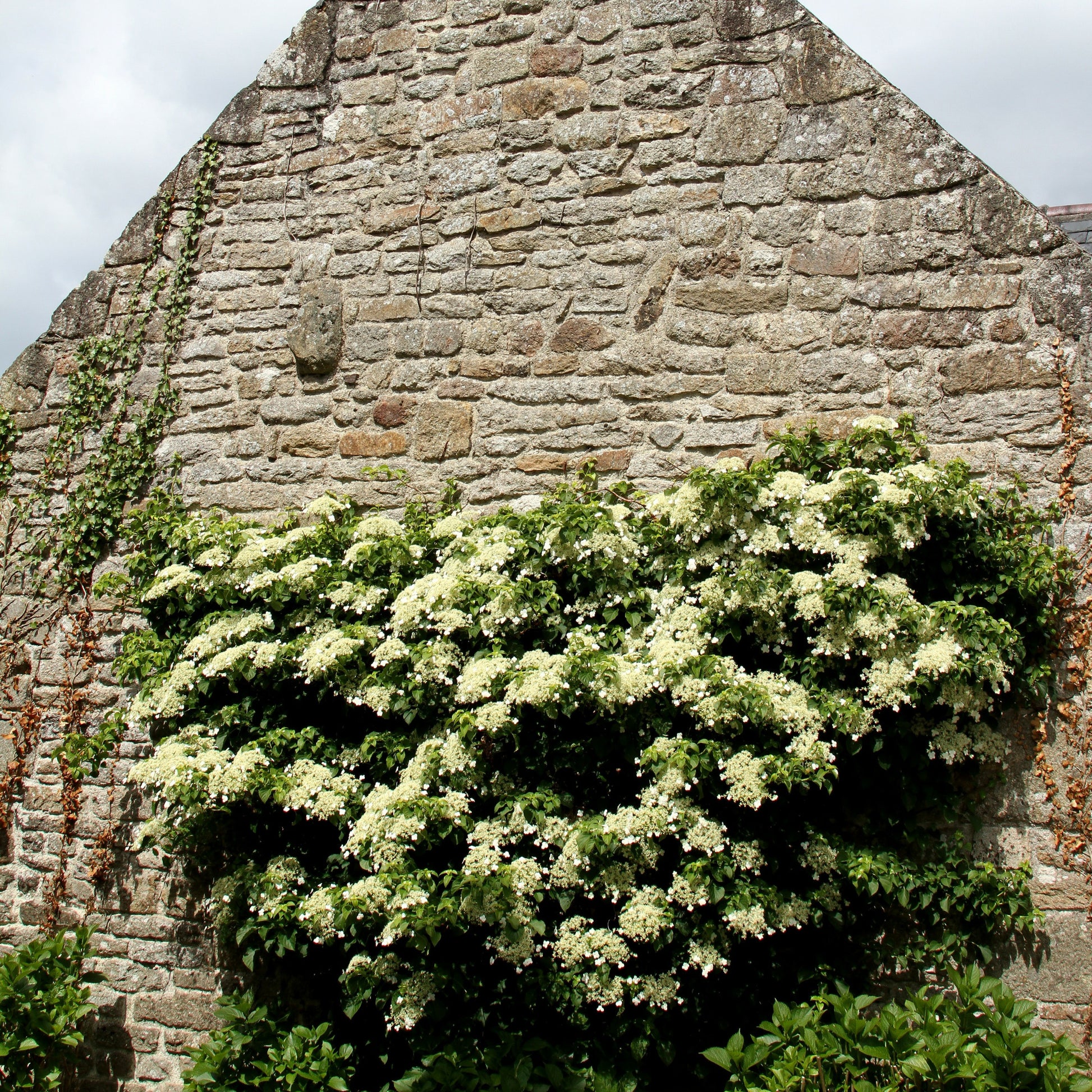 Klimhortensia - Hydrangea anomala petiolaris