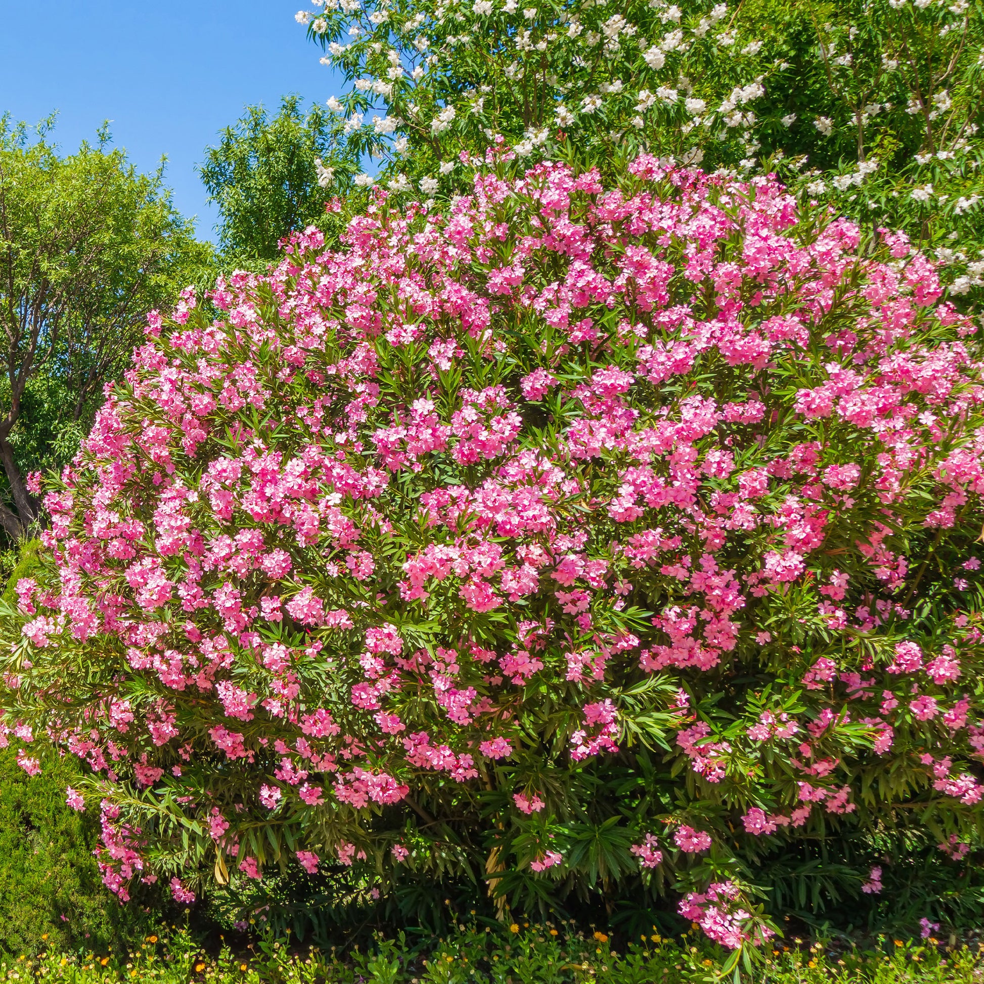 Oleander - Nerium oleander