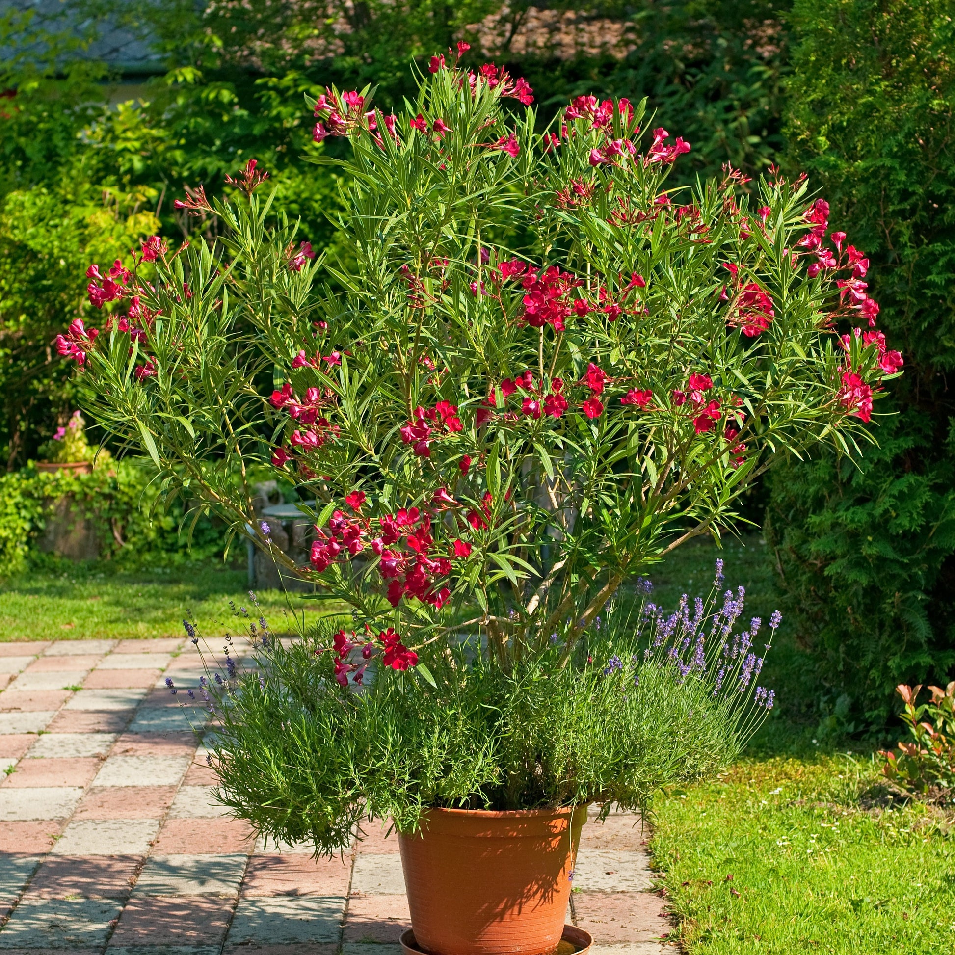 Bio vloeibare meststof universele plantenvoeding - Hovenier Tuin & Zo Bio vloeibare meststof universele plantenvoeding - Hovenier Tuin & Zo