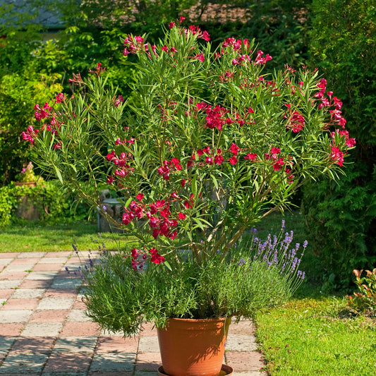 Oleander red - Bakker