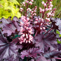Purperklokje 'Cassis' - Heuchera - Bakker
