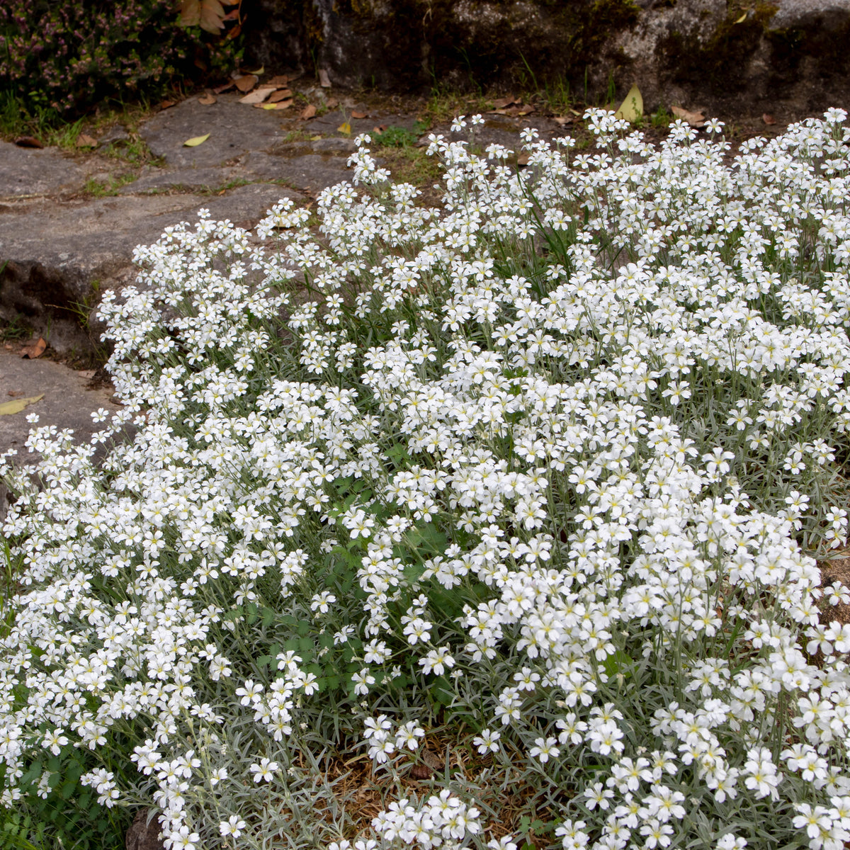 Viltige hoornbloem (x3) - Cerastium tomentosum - Bakker