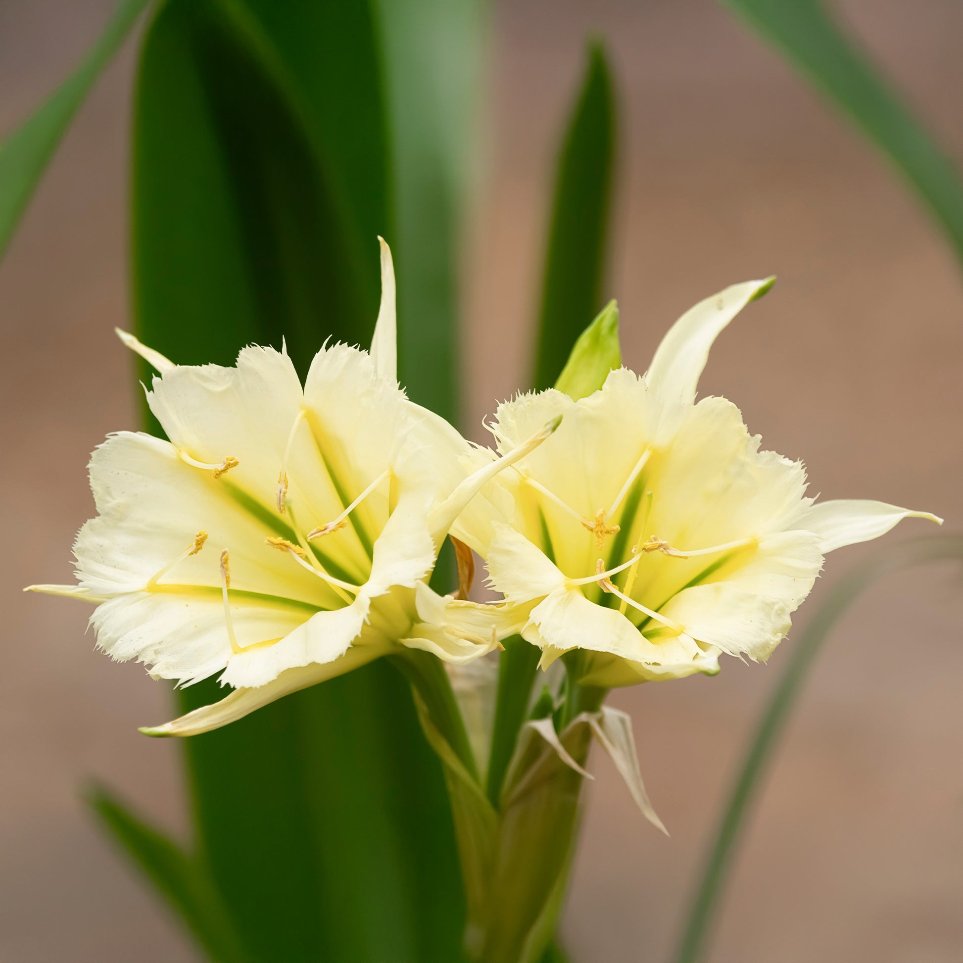 Ismene 'Sulpur Queen' (x2) - Hymenocallis festalis sulphur queen - Bloembollen