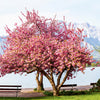 Japanse sierkers 'Kanzan' - Prunus serrulata kanzan - Tuinplanten