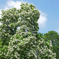 Catalpa - Catalpa bignonioides - Bakker