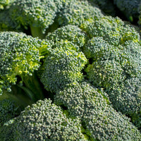 Broccoli 'Calabrese Natalino'