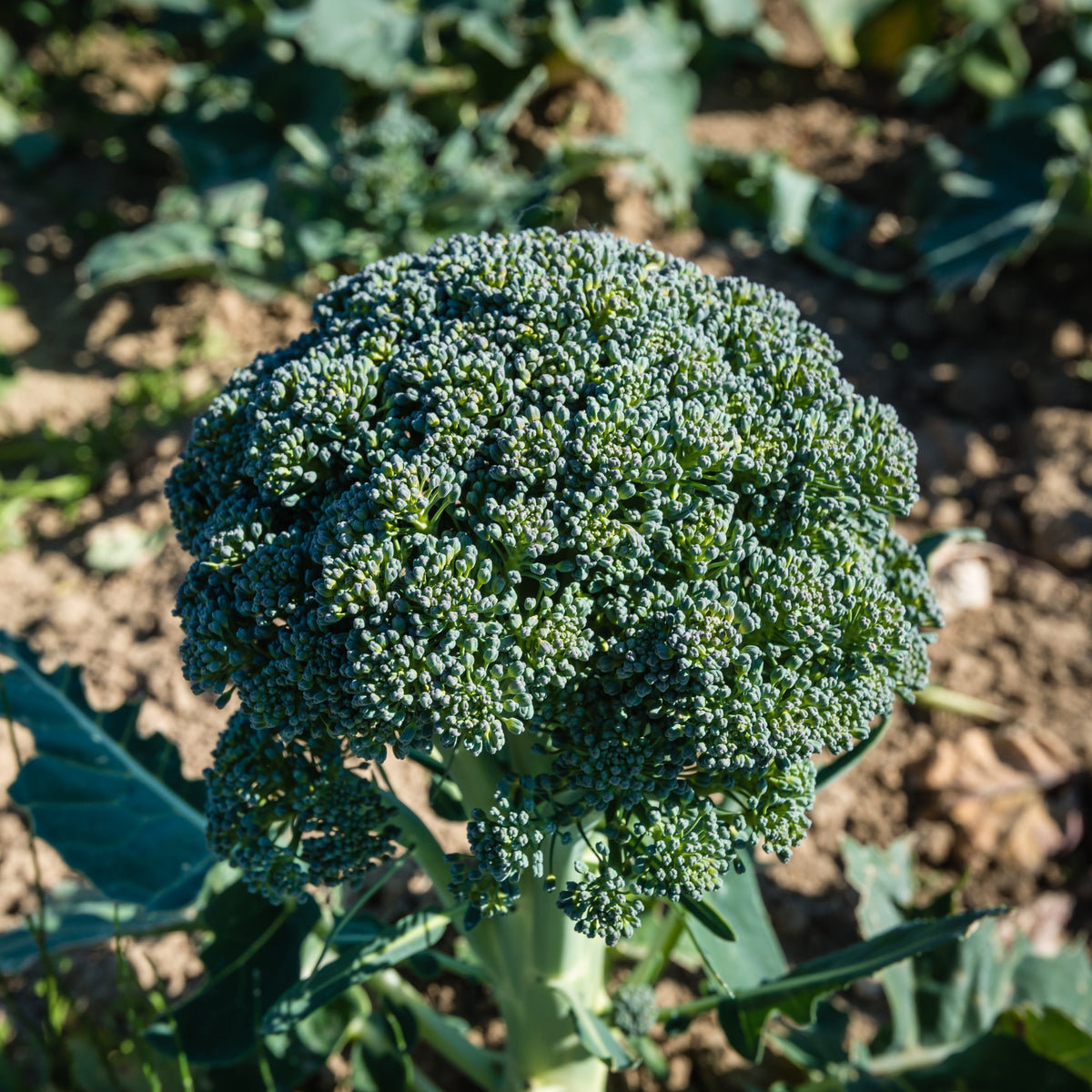 Brassica oleracea Calabrese Natalino Bio - Broccoli 'Calabrese Natalino' - Koolzaden