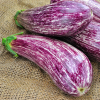Solanum melongena listada de gandia - Aubergine 'Listada de Gandia' - 