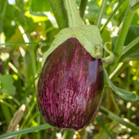  - Aubergine 'Listada de Gandia' - Solanum melongena listada de gandia