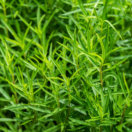 Dragon zaden - Bakker