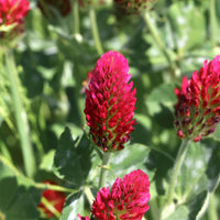 Rode klaver - BIO - Trifolium incarnatum - Bakker