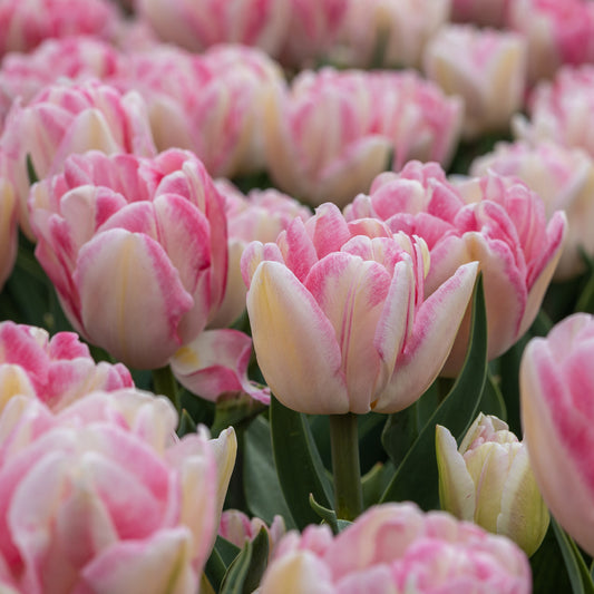 Dubbelbloemige tulp 'Foxtrot' (x10) - Bakker