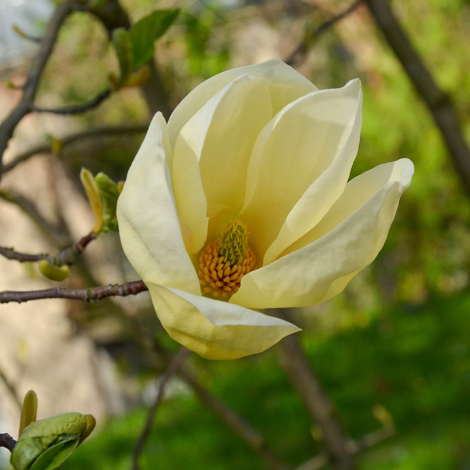 Beverboom 'Yellow Lantern' - Magnolia yellow lantern - Tuinplanten