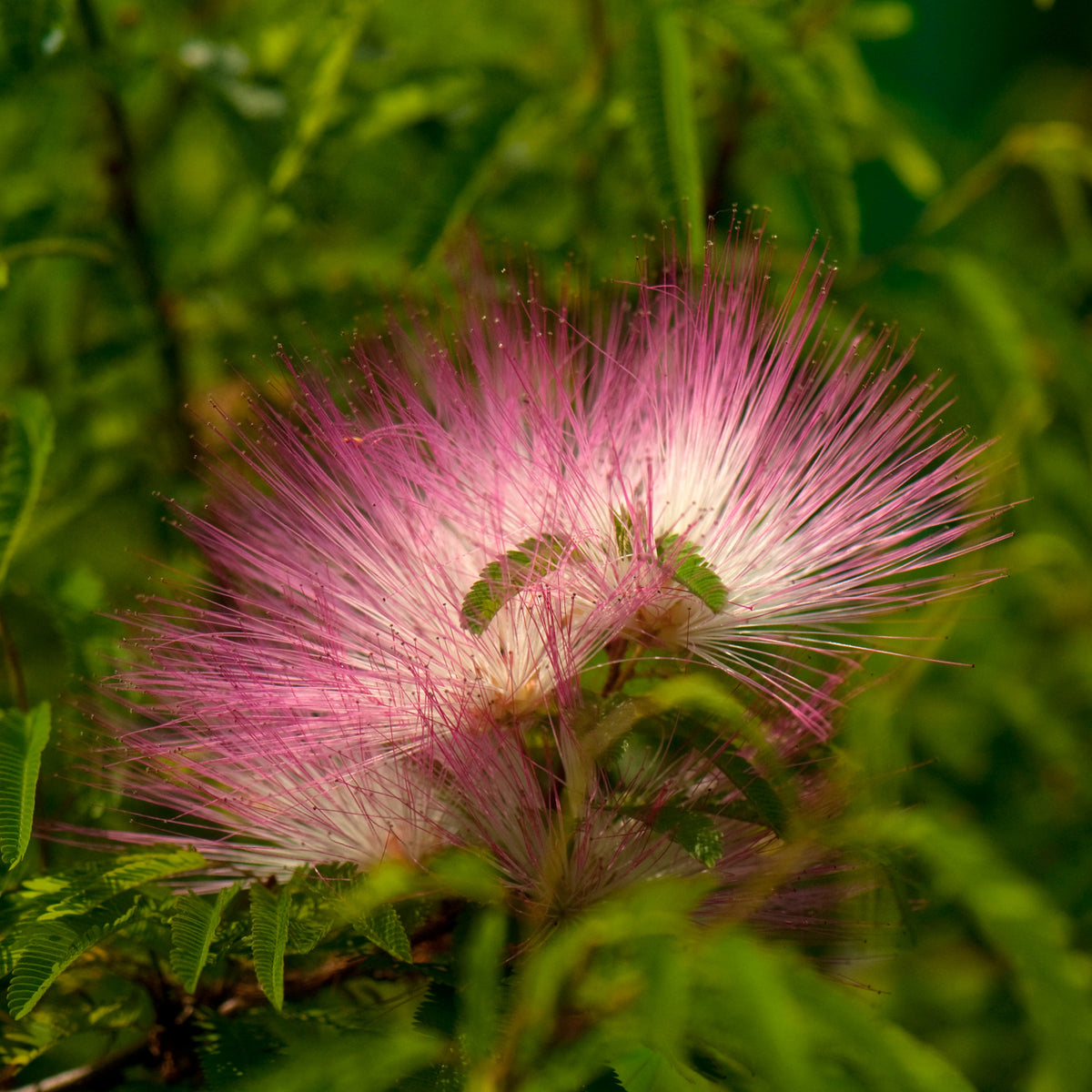 Surinaamse Poederdons op stam - Calliandra surinamensis pink powder puff - Bakker