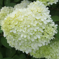 Hydrangea paniculata limelight ® - Pluimhortensia 'Limelight' - Pluimhortensia