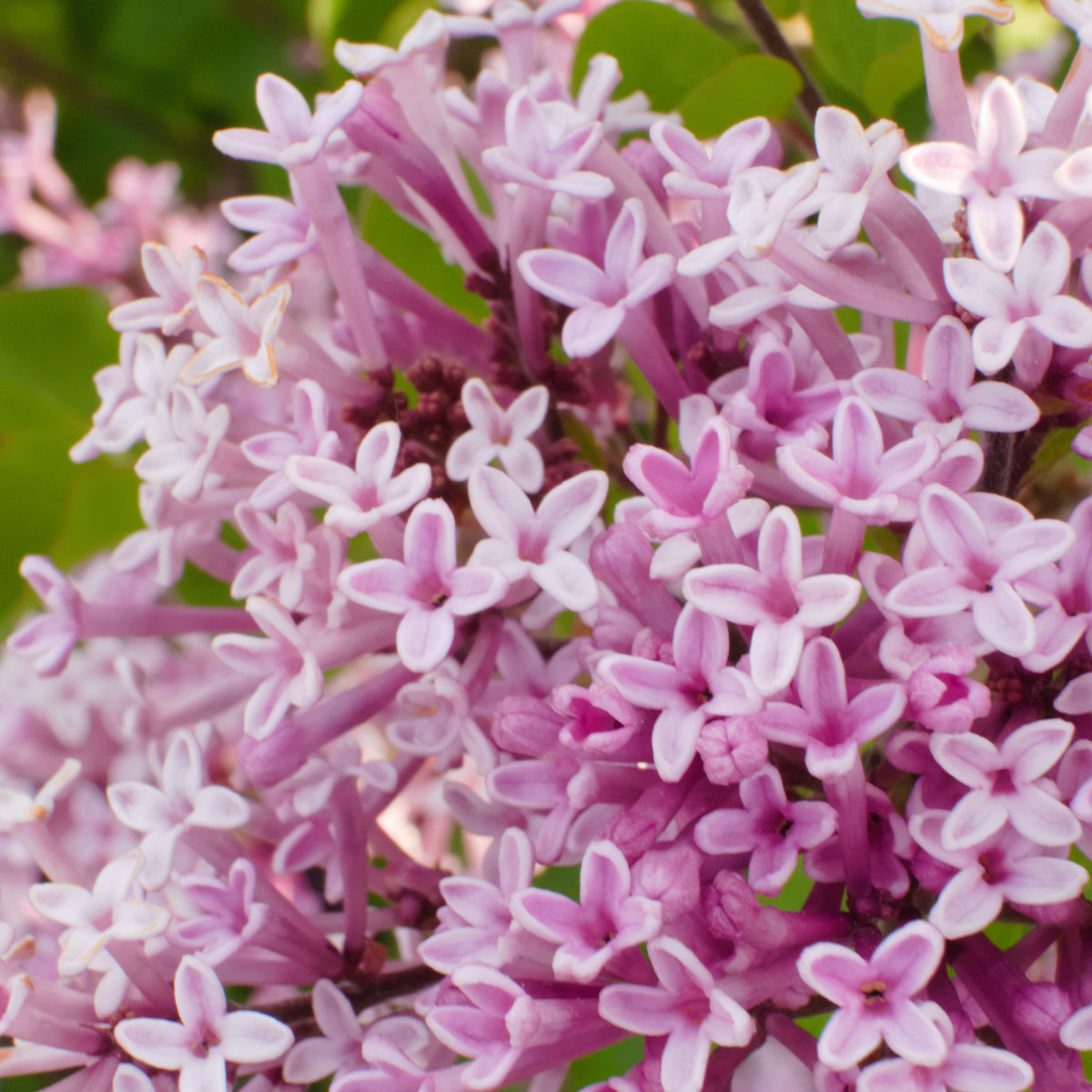 Bloeiende heesters - Dwergsering 'Palibin' - Syringa meyeri  palibin