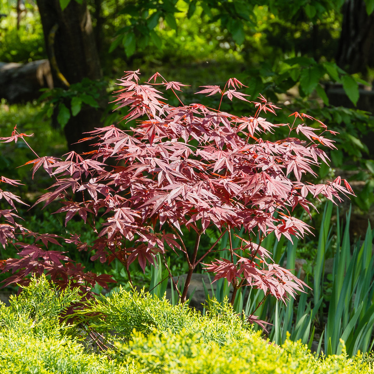 Japanse roos, bamboe, Japanse esdoorn (x3) - Camellia japonica, Arundinaria murielae, Acer palmatum Atropurpureum - Bakker