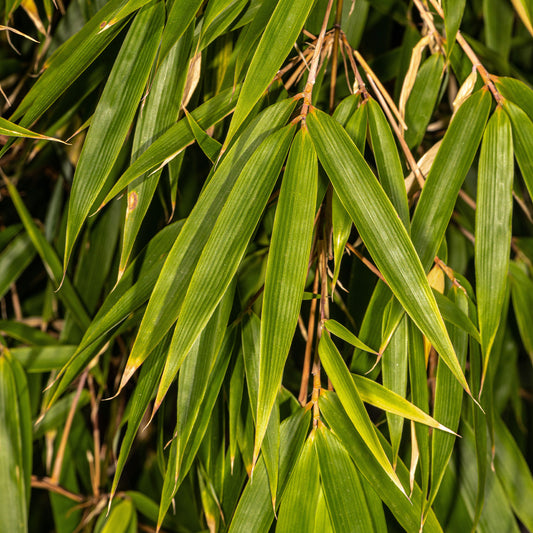 Bamboe Fargesia 'Campell' - Fargesia robusta campbell - Tuinplanten