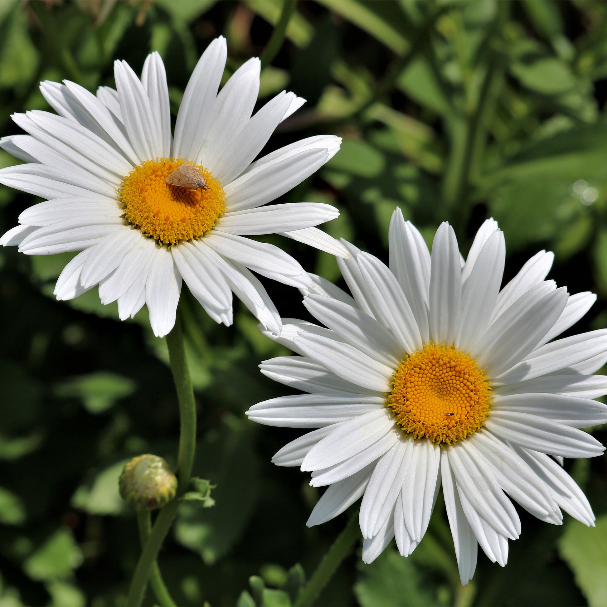 Zomermargriet - Bakker