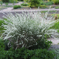 Brem 'Albus' - Cytisus praecox albus - Bakker