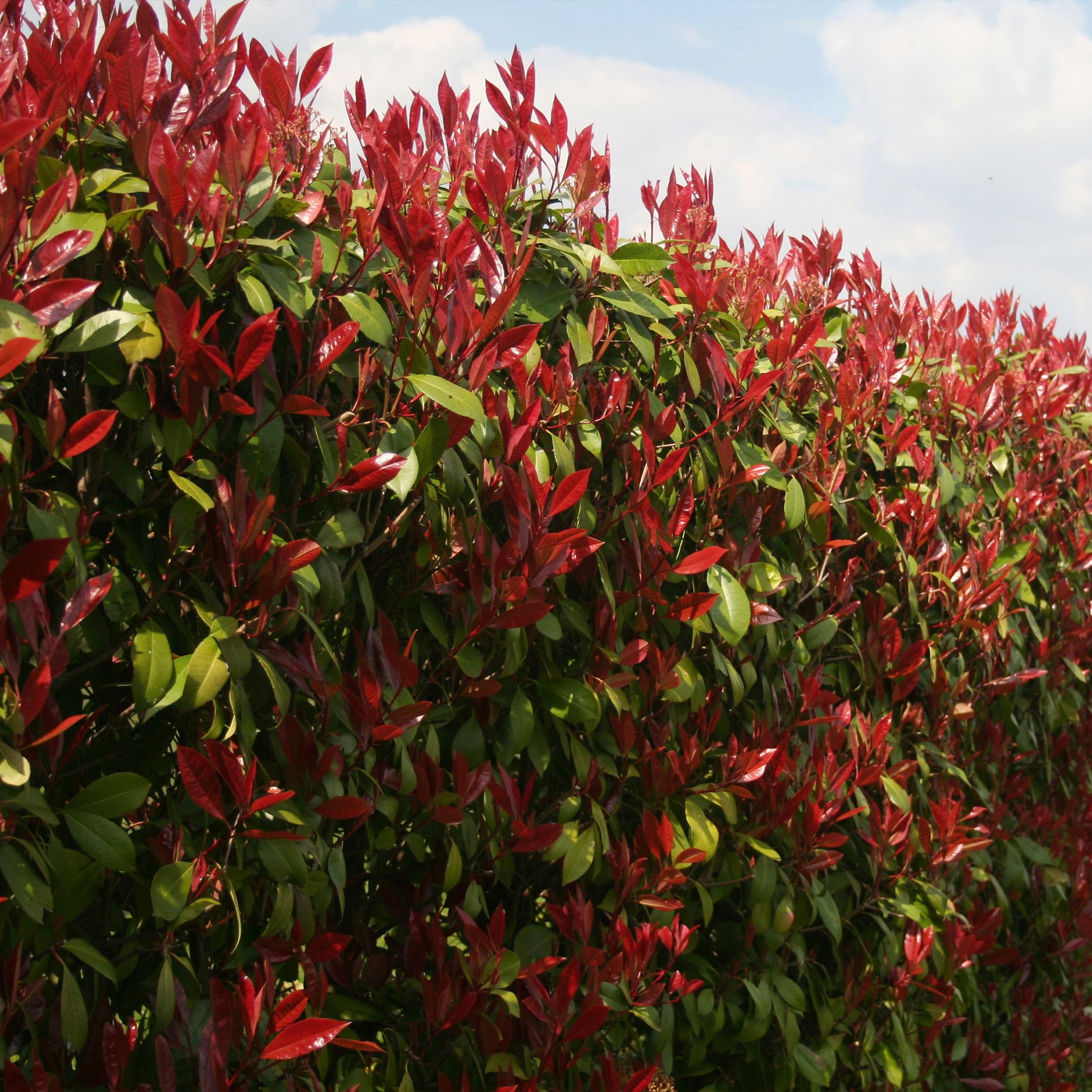 Wintergroene haag - Eleagnus pungens Maculata, Photinia fraseri Red Robin, Prunus laurocerasus Etna, Viburnum tinus - Type plant